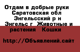    Отдам в добрые руки - Саратовская обл., Энгельсский р-н, Энгельс г. Животные и растения » Кошки   